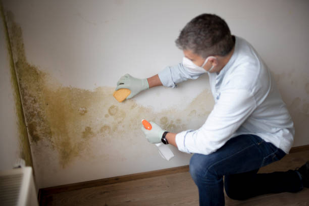 Best Post-Construction Mold Inspection  in Lake Village, AR